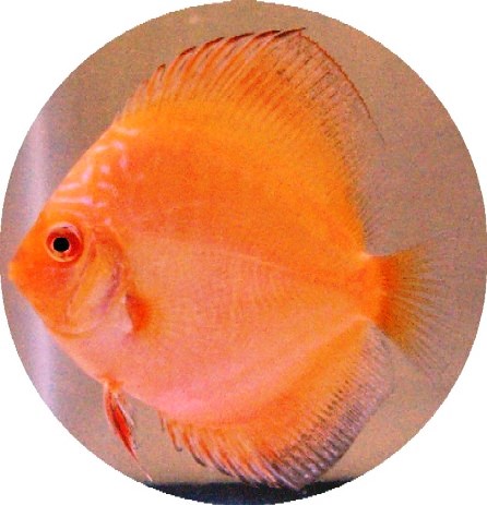Tangerine Diamond Discus Fish - 2 inch Tangerine Diamond Discus Fish - 2 inch